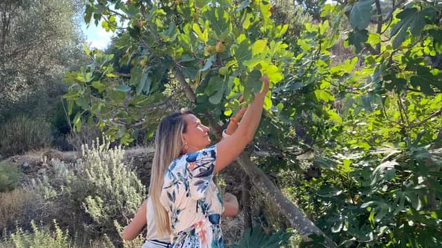 A woman in a patterned white dress picks fruit from a fig tree — a harvest moment that speaks straight to Datça's identity.
